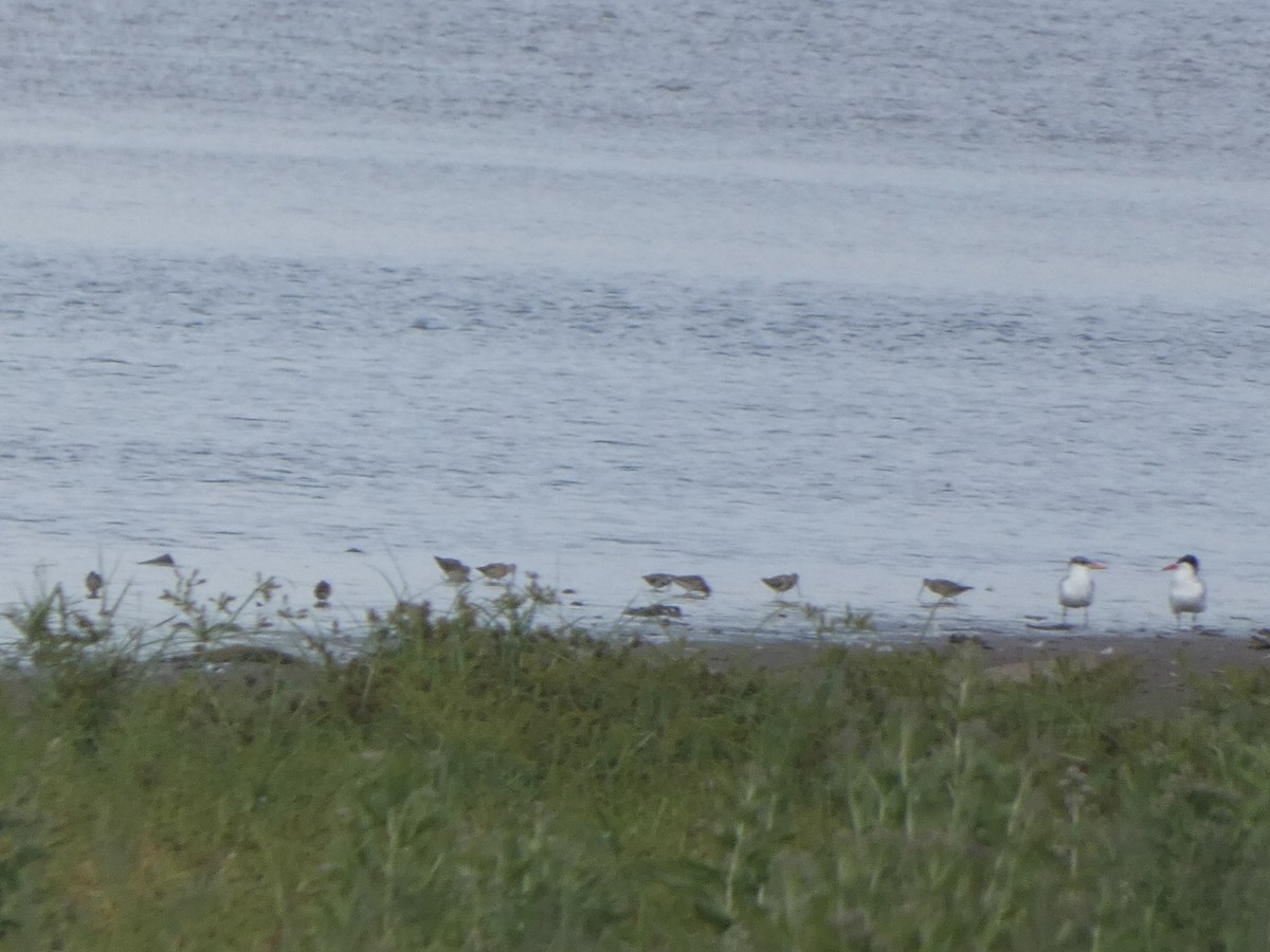 Short-billed Dowitcher - ML478094141