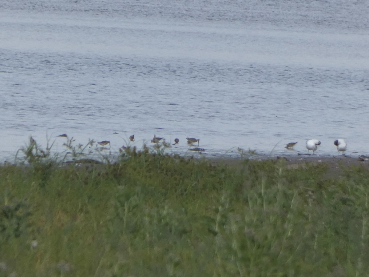 Short-billed Dowitcher - ML478094151