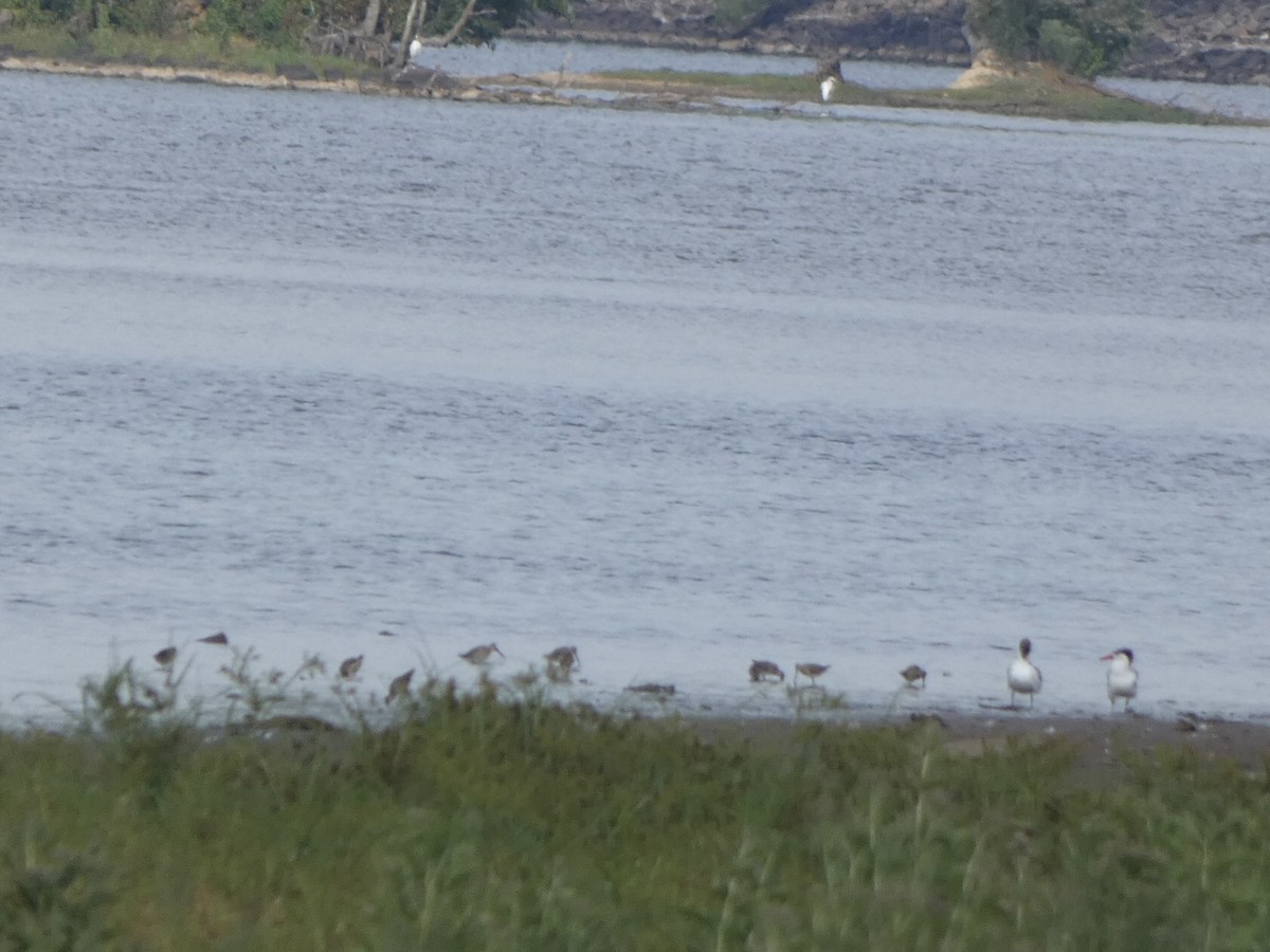 Short-billed Dowitcher - ML478094161