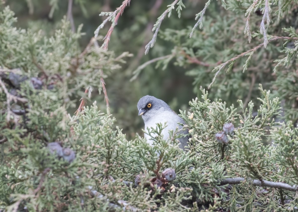 Junco aux yeux jaunes - ML47809431