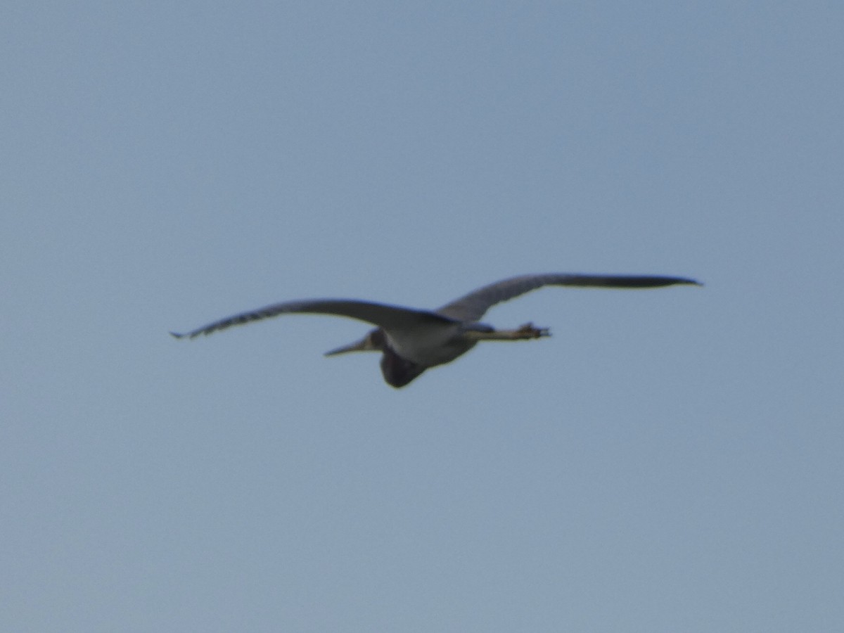 Tricolored Heron - ML478094391