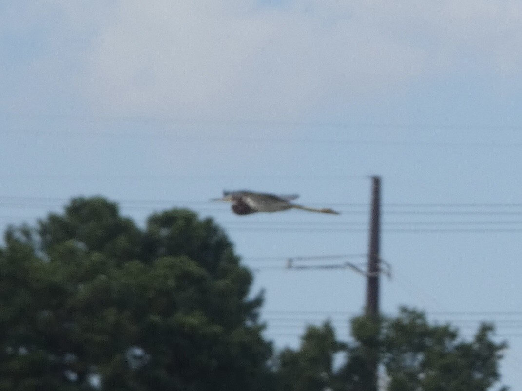 Tricolored Heron - ML478094401