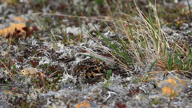 Rock Sandpiper - ML478095