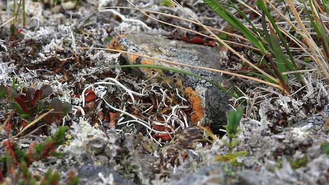 Rock Sandpiper - ML478096