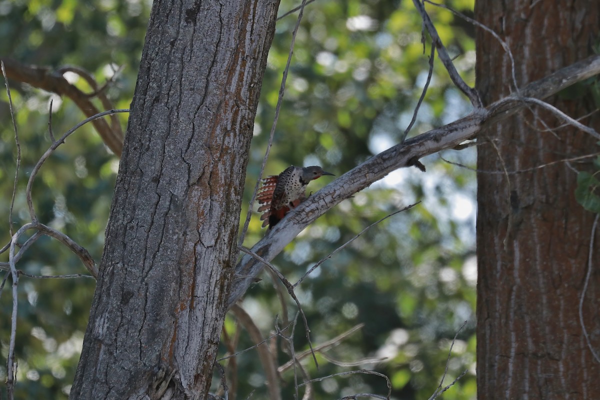 Northern Flicker (Red-shafted) - ML478096401