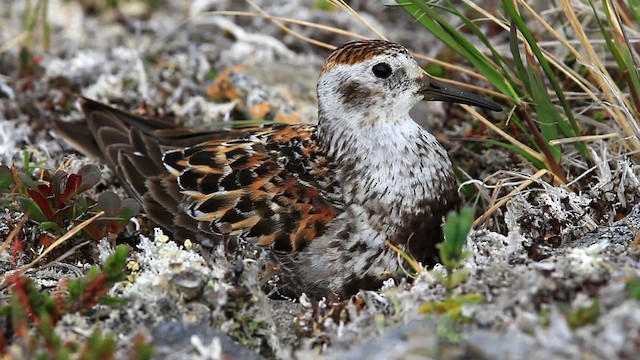 Rock Sandpiper - ML478097