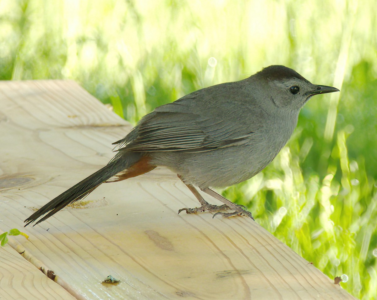 Gray Catbird - DAB DAB