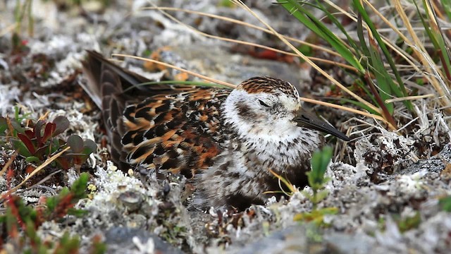 Rock Sandpiper - ML478098