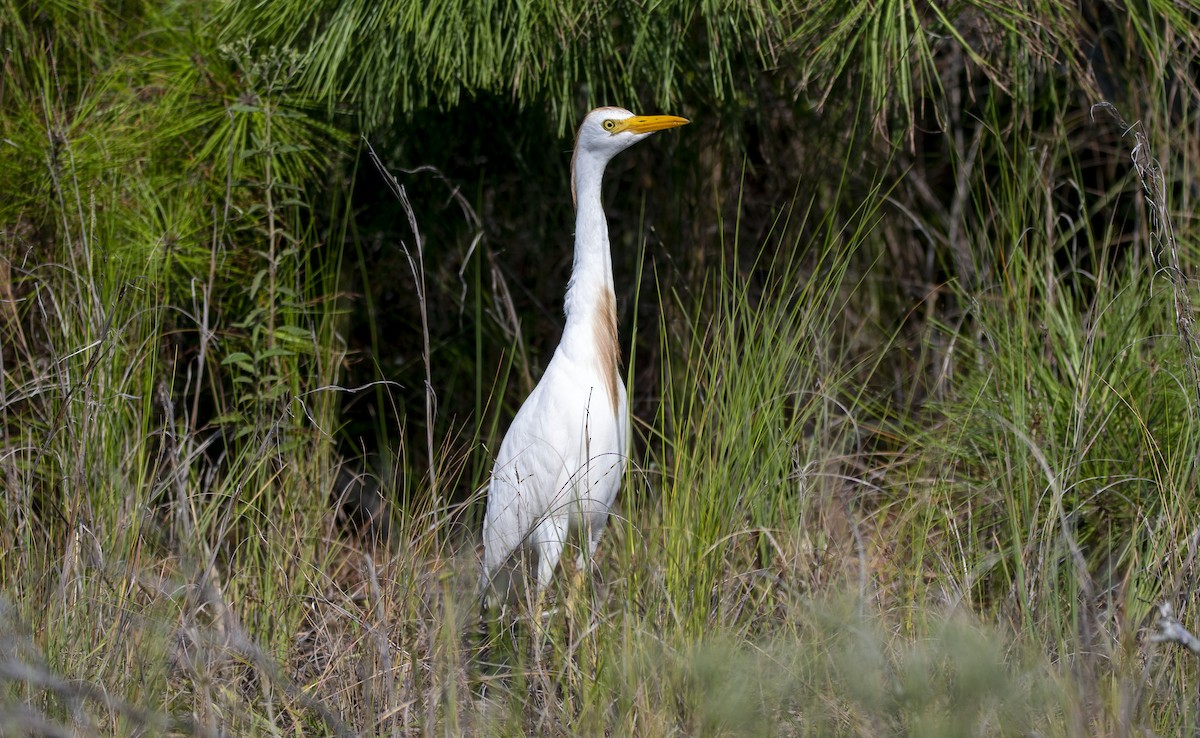 Western Cattle Egret - John Peckham