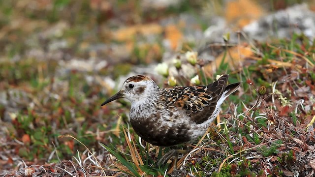Rock Sandpiper - ML478099