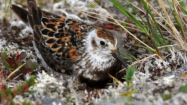 Rock Sandpiper - ML478100