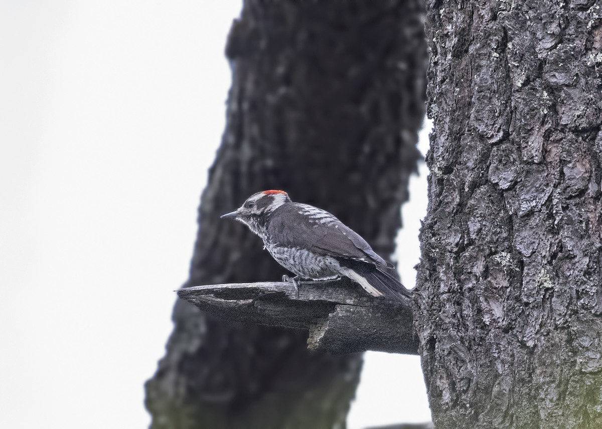 Strickland's Woodpecker - ML47810031