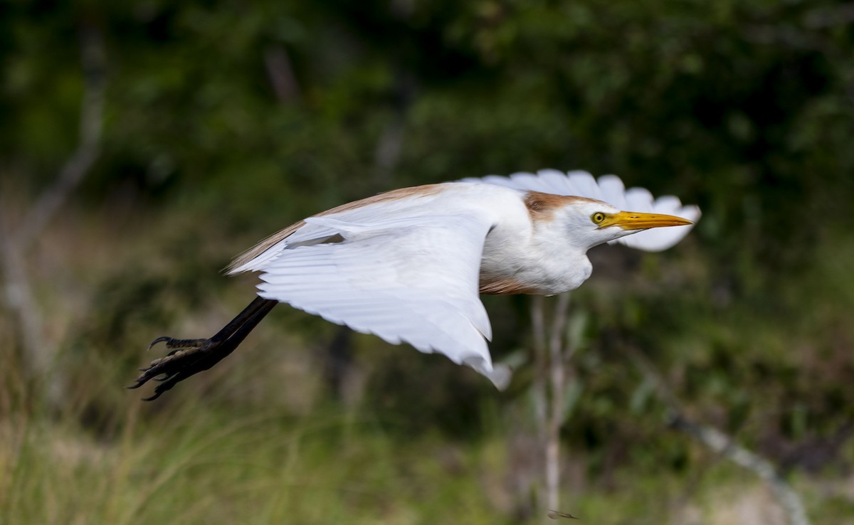 Western Cattle Egret - ML478100361