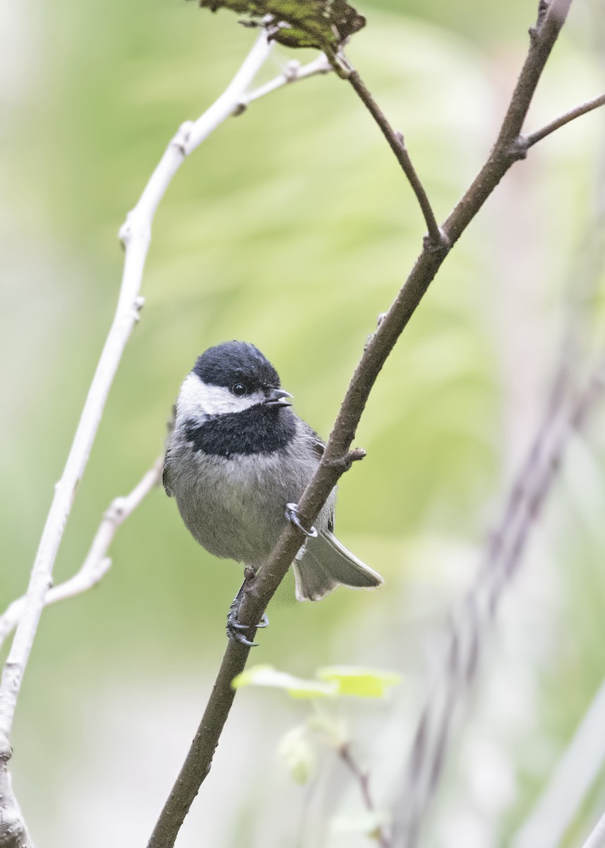 Mexican Chickadee - Carl Giometti 🍹