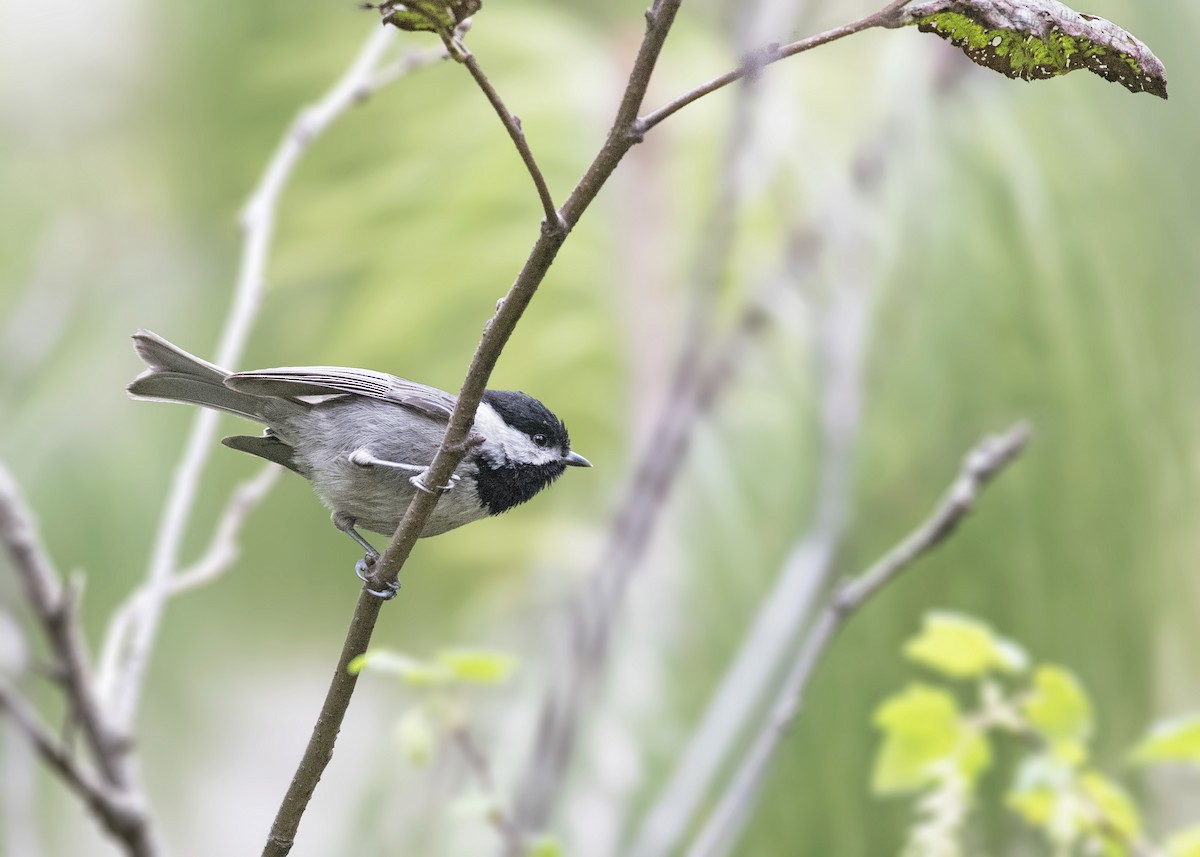 Mexican Chickadee - ML47810081