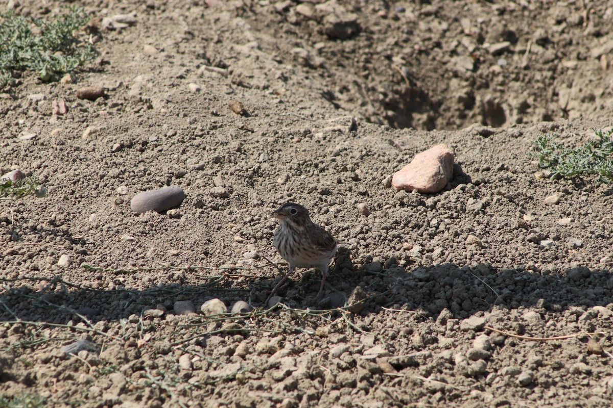 Vesper Sparrow - Kayla Kraft