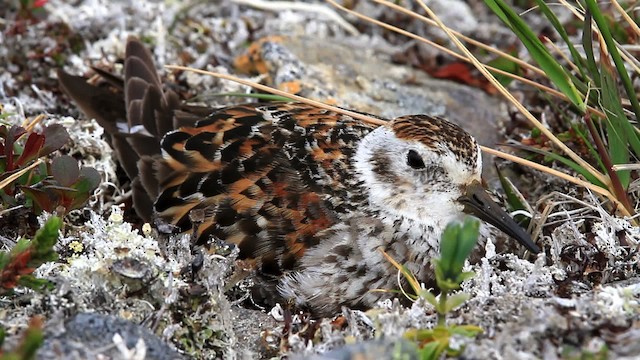 Rock Sandpiper - ML478101