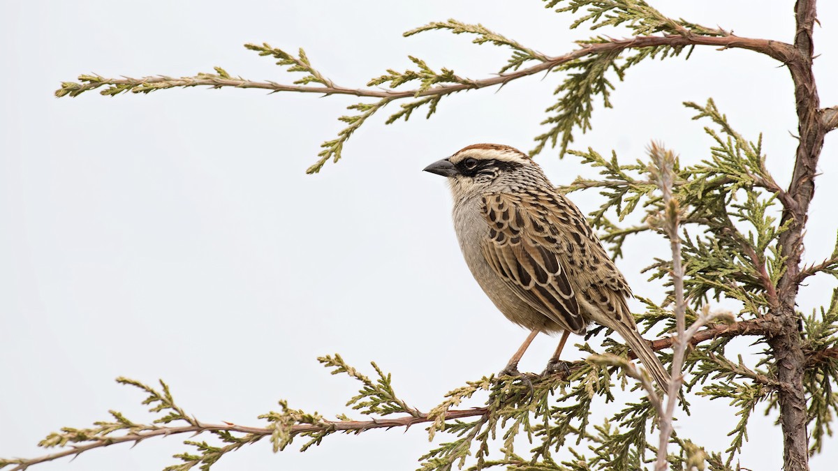 Striped Sparrow - ML47810121