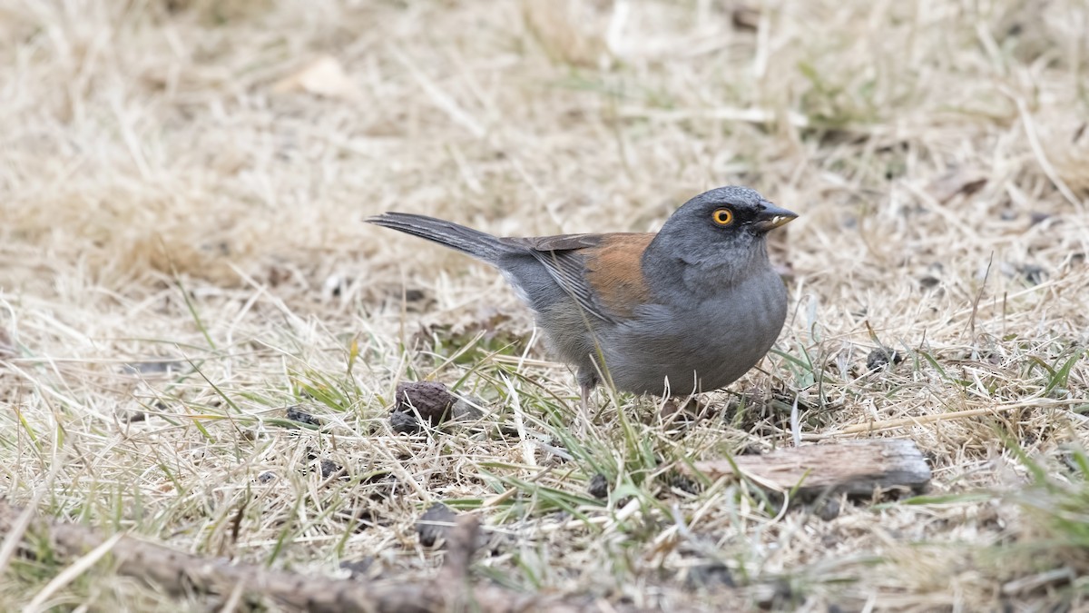 Yellow-eyed Junco - ML47810131