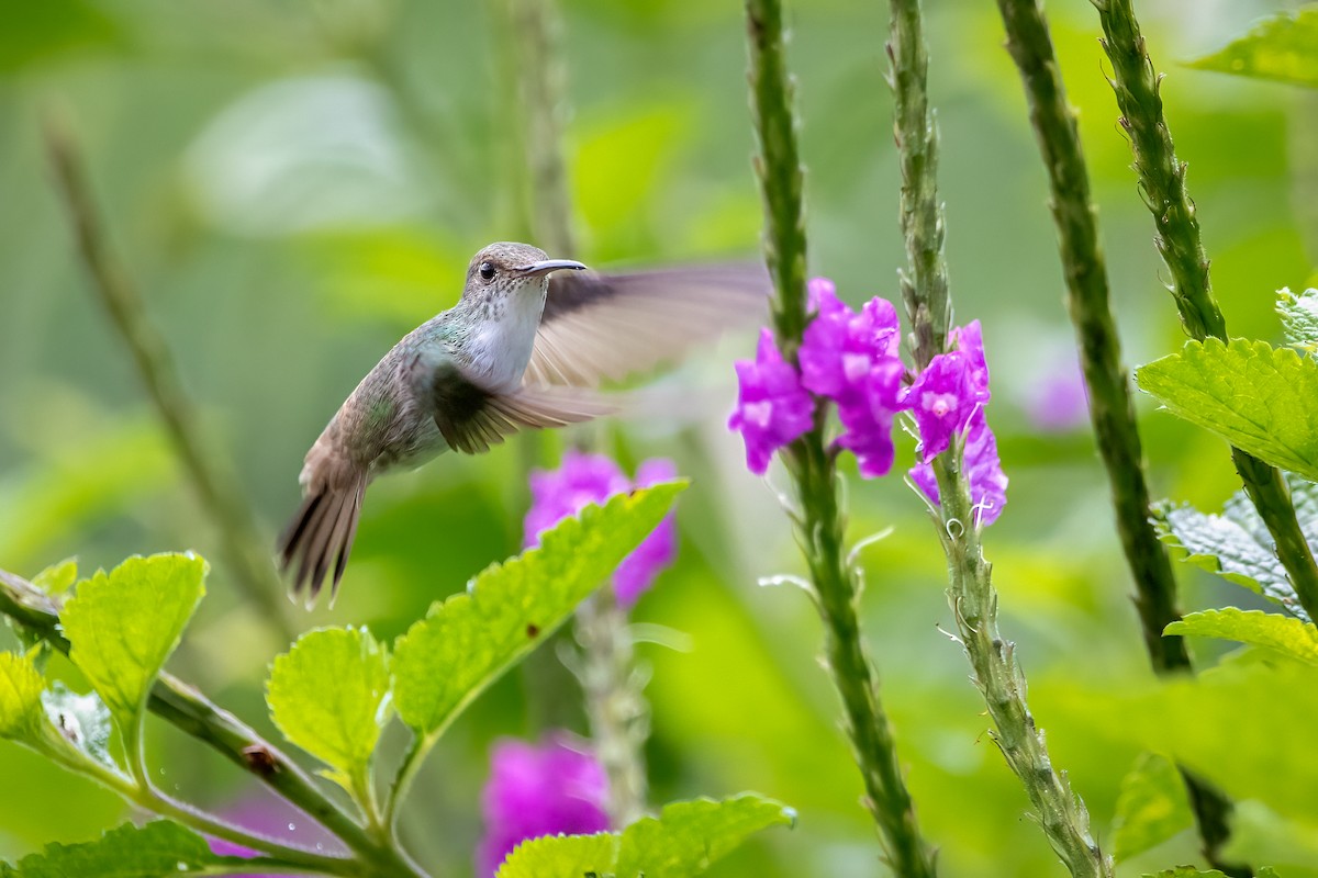 Azure-crowned Hummingbird - ML478101361