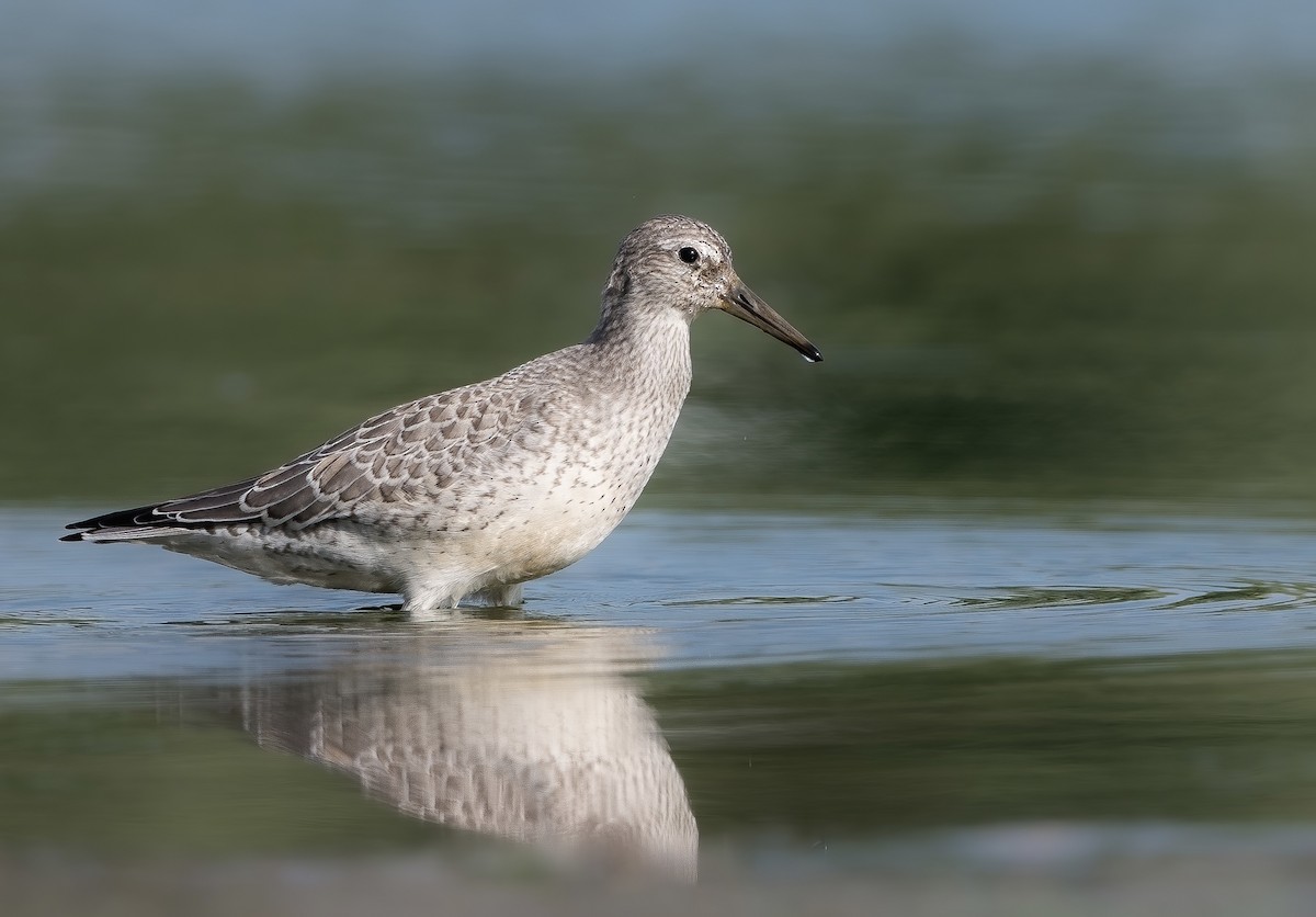 Red Knot - David Wallace