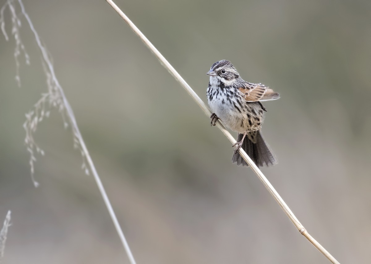 Sierra Madre Sparrow - ML47810191