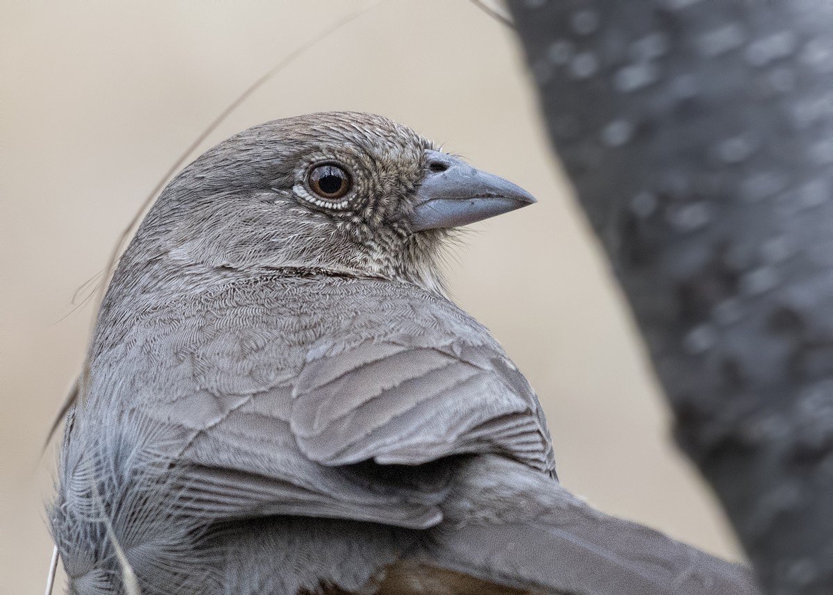 Canyon Towhee - ML47810201