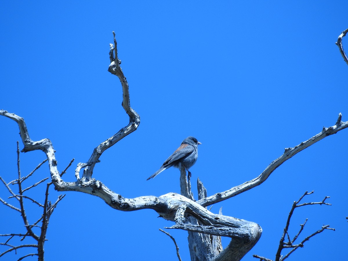 strnadec zimní (ssp. caniceps) - ML478102681