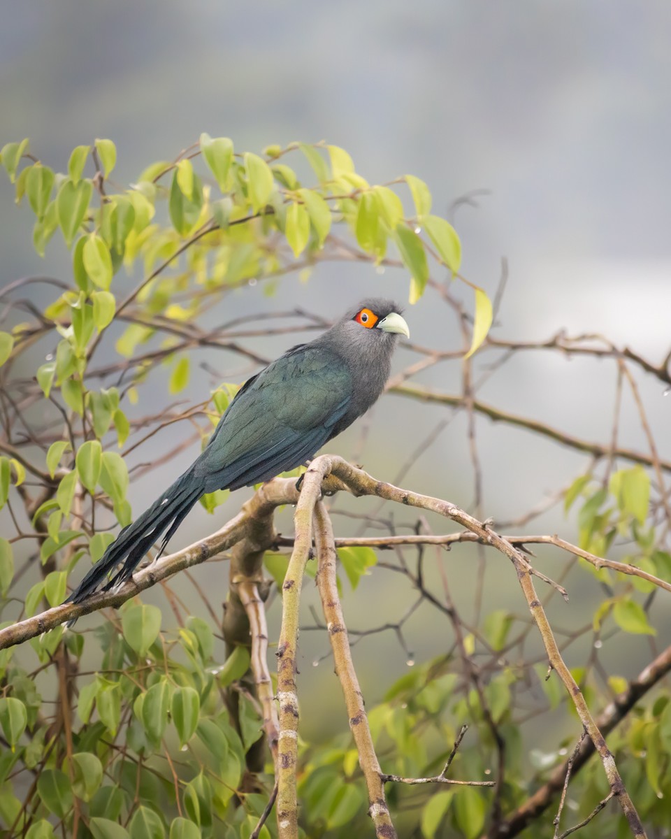 チャバラクロバンケンモドキ - ML478102911