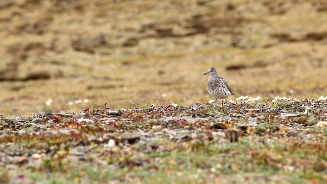 Surfbird - ML478103