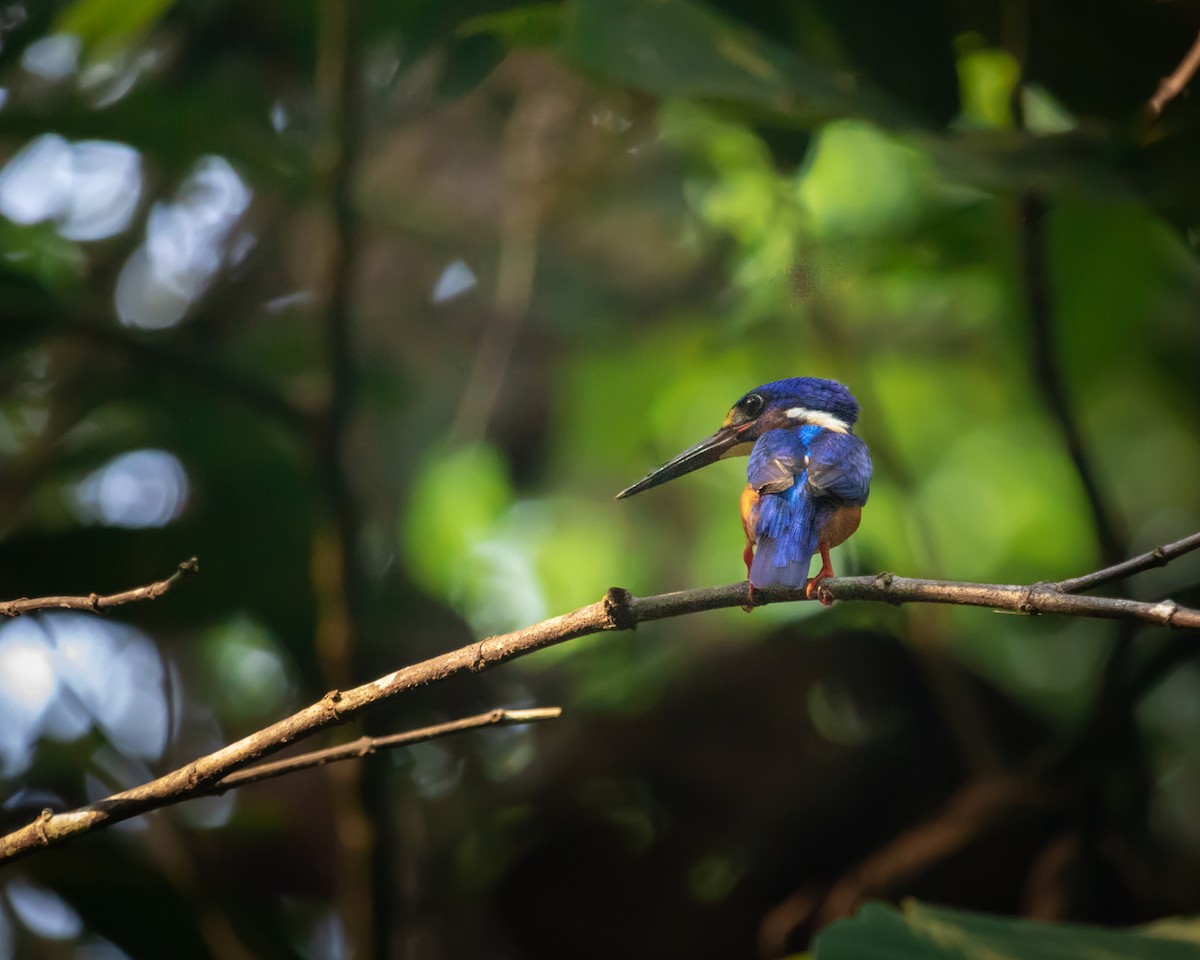 Blue-eared Kingfisher - ML478103101