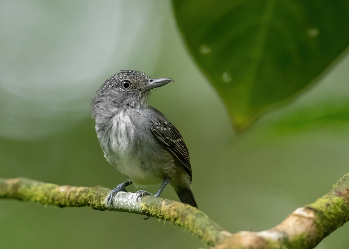 Spot-crowned Antvireo - Andre Moncrieff