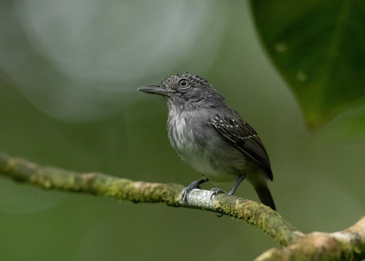 Spot-crowned Antvireo - ML478103131