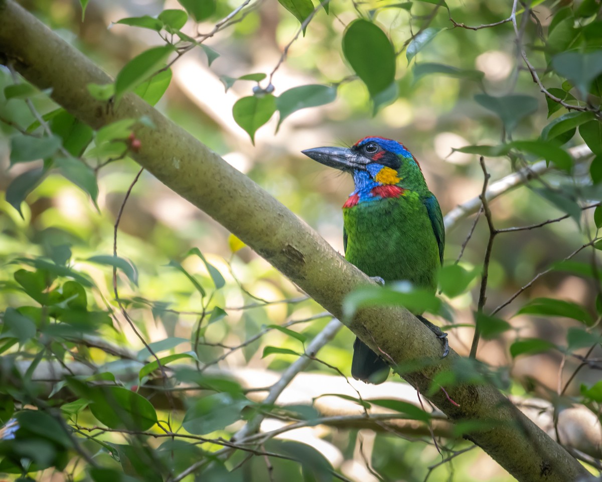 ニシキゴシキドリ - ML478103141