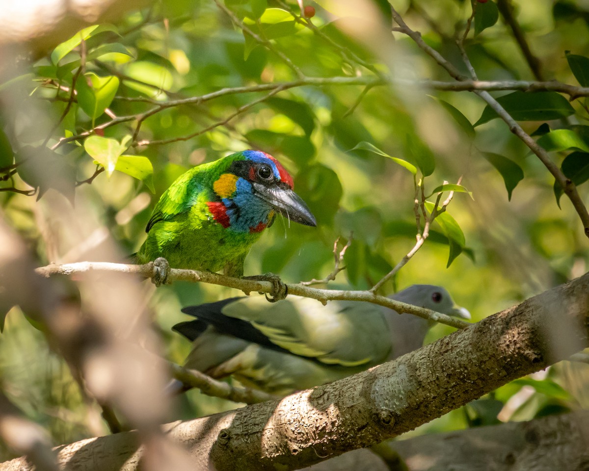 ニシキゴシキドリ - ML478103151