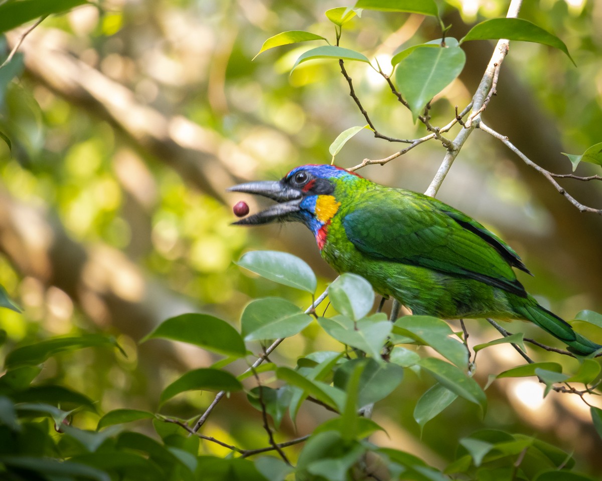 ニシキゴシキドリ - ML478103161