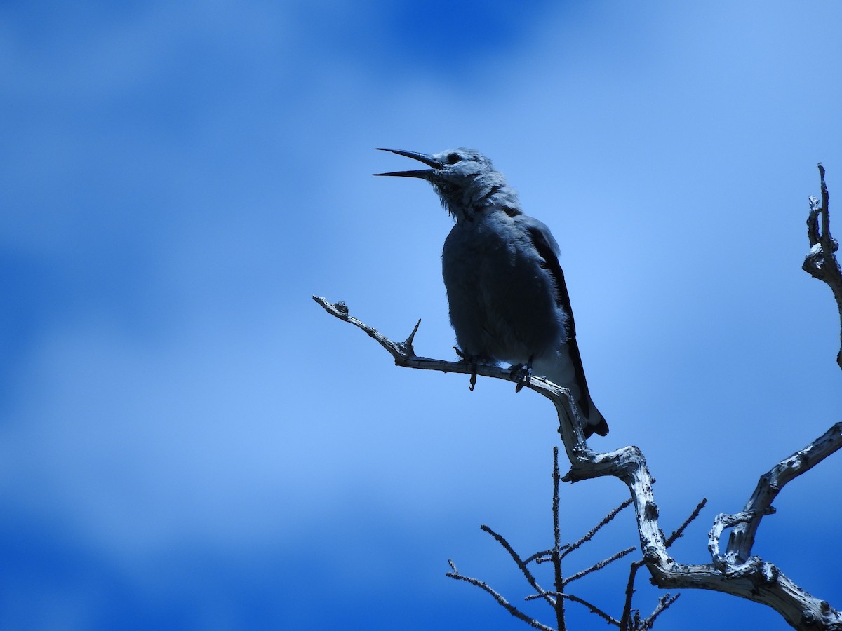 Clark's Nutcracker - ML478103271