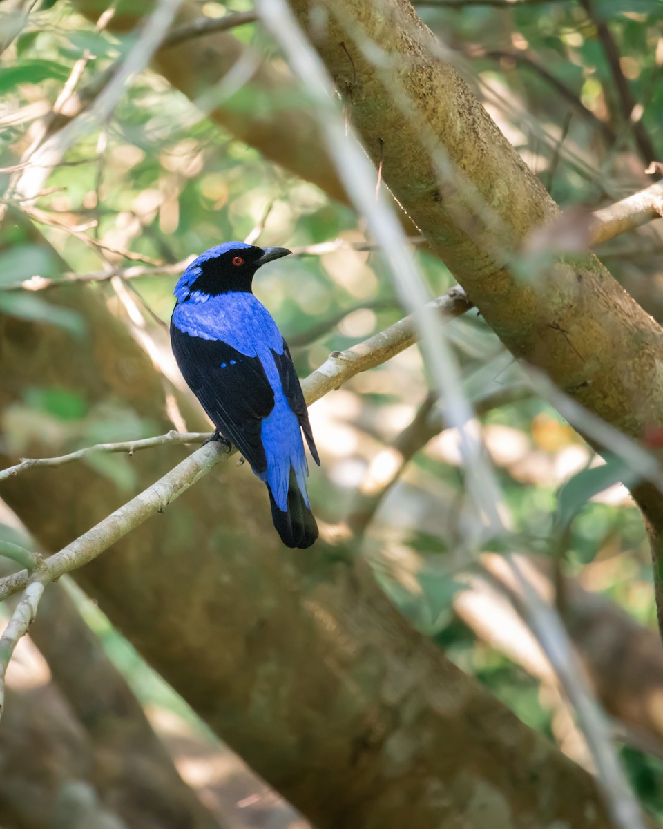 ルリコノハドリ - ML478103281