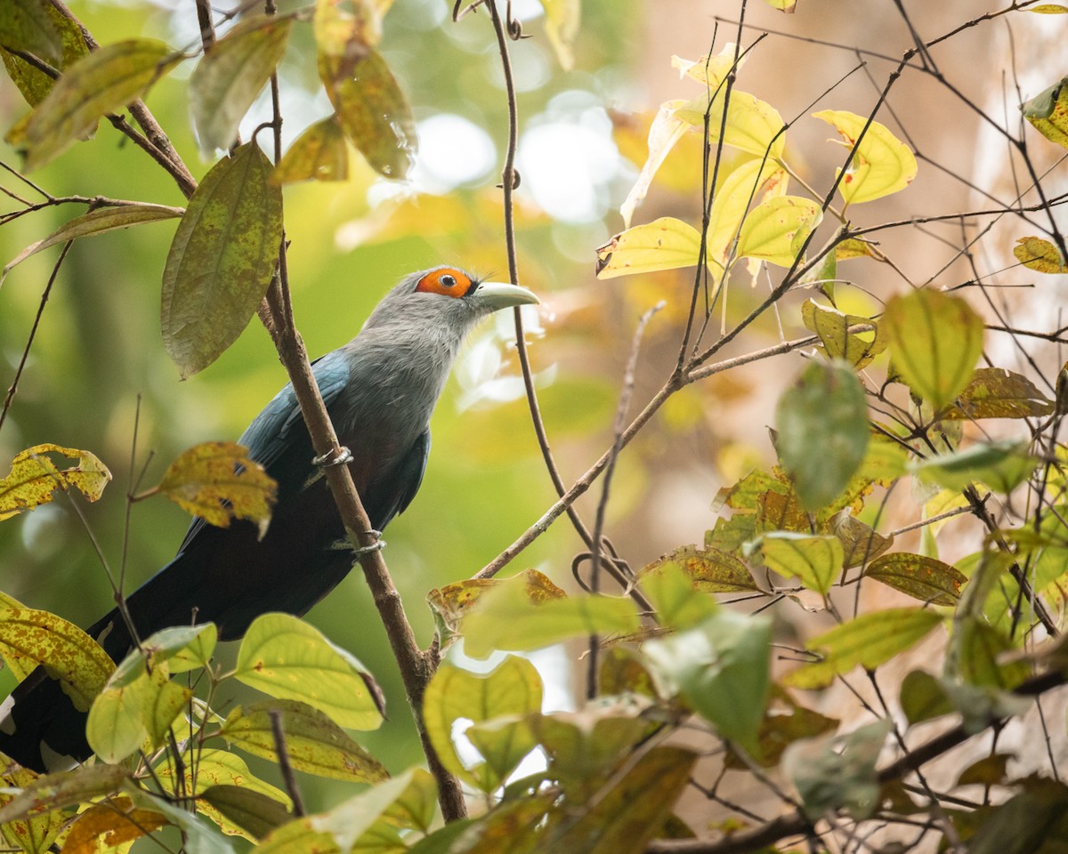 チャバラクロバンケンモドキ - ML478103301