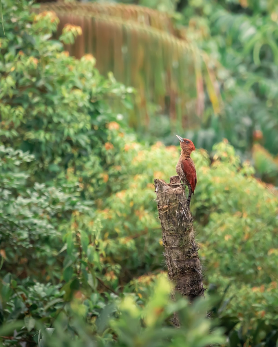 シマベニアオゲラ - ML478103621