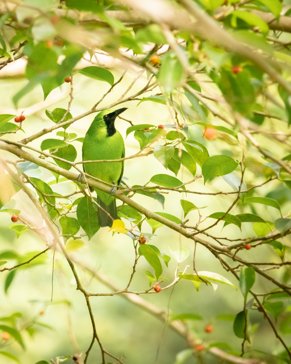 オオコノハドリ - ML478103651