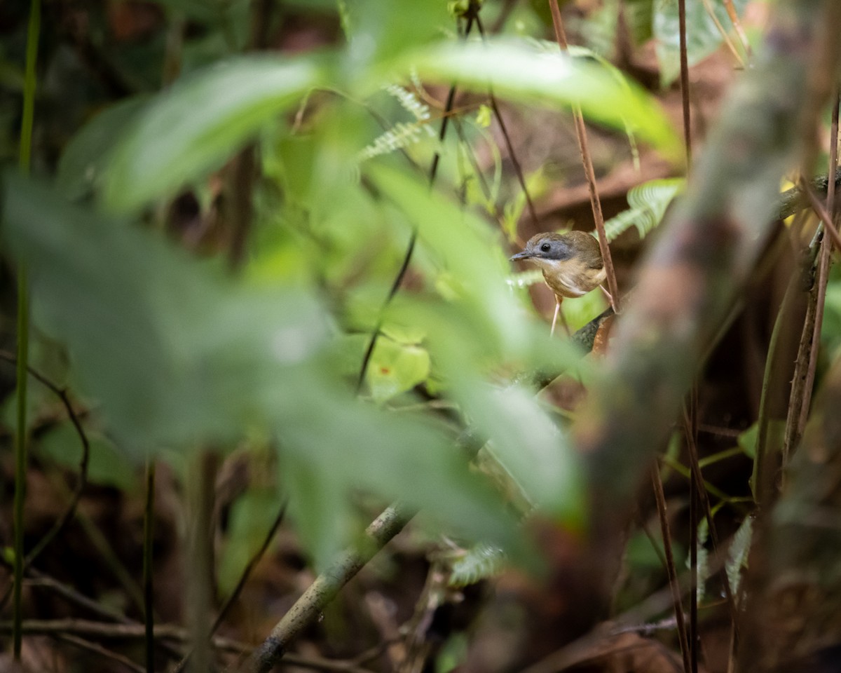 タンビムジチメドリ - ML478103681