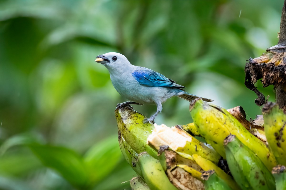 Blue-gray Tanager - ML478103871