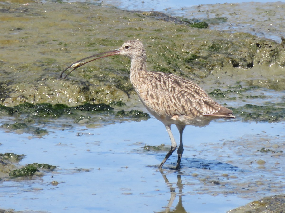 Long-billed Curlew - ML478104061