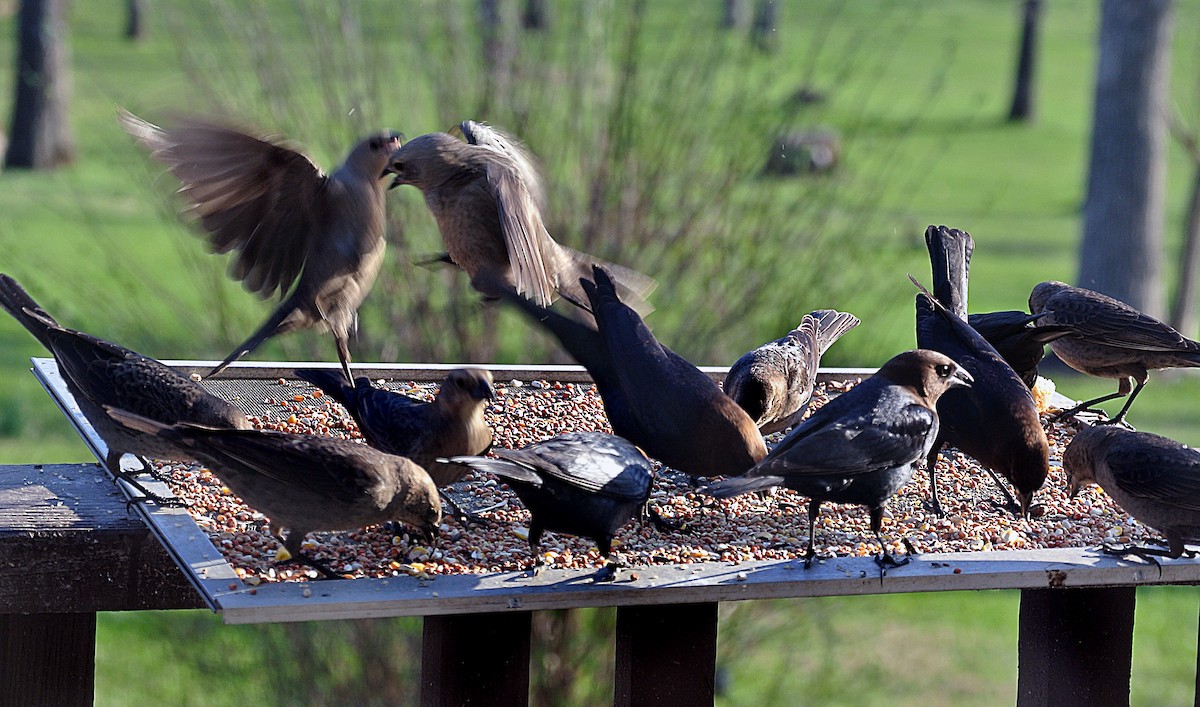 Brown-headed Cowbird - ML47810441