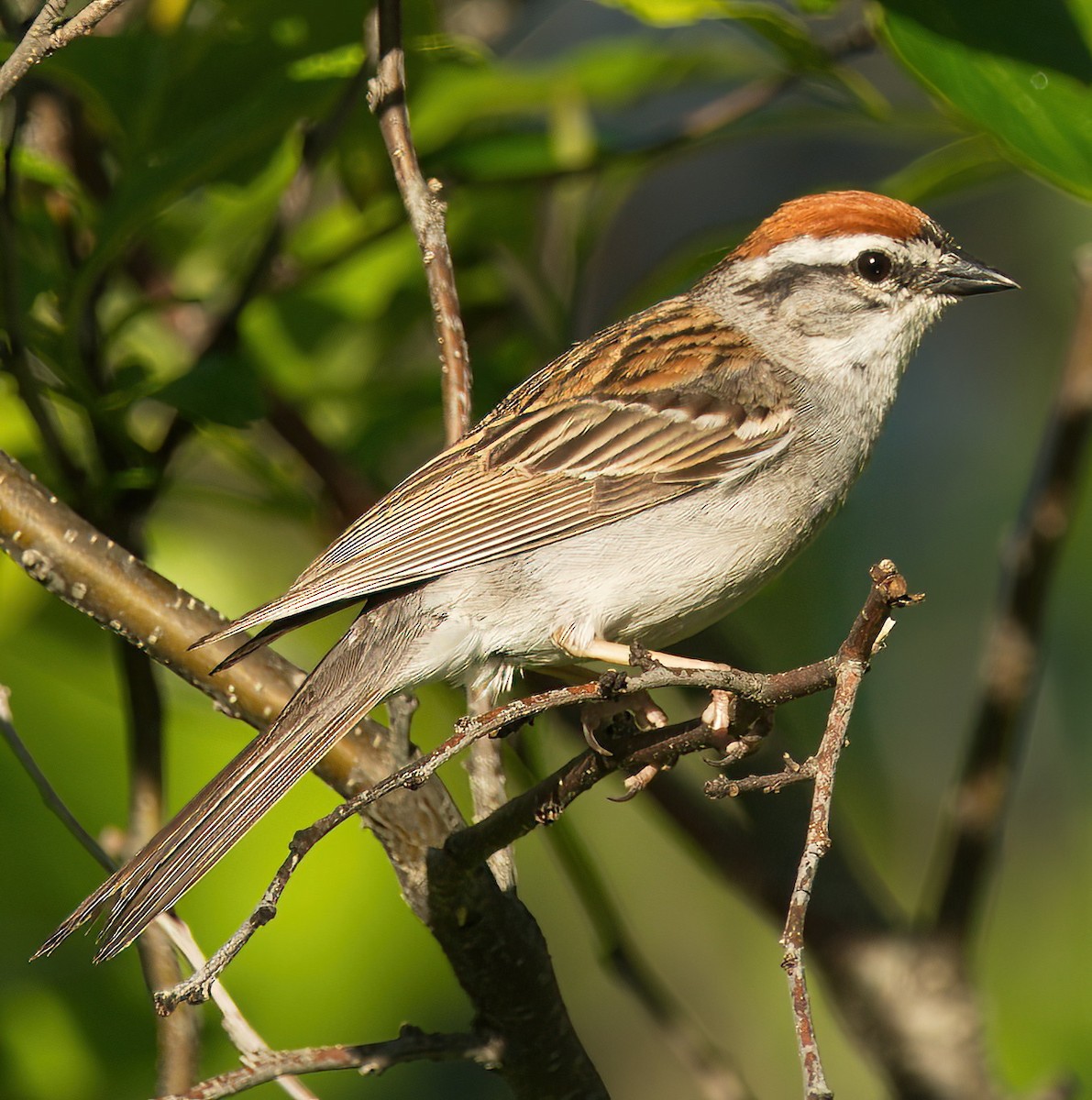 Chipping Sparrow - ML478104761
