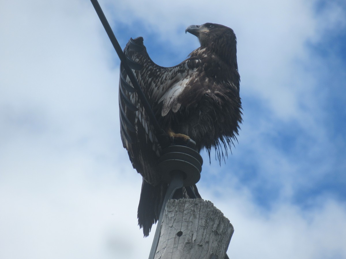 Bald Eagle - ML478104811