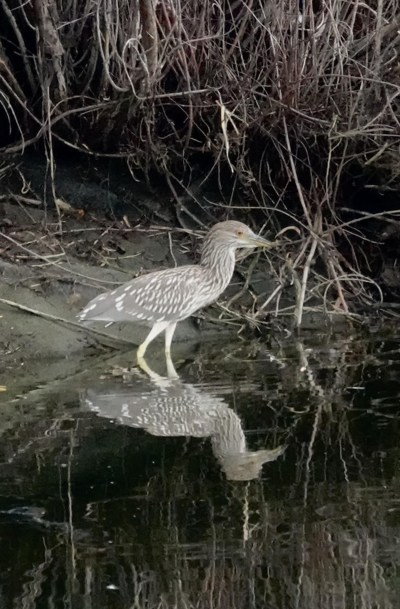 Black-crowned Night Heron - Jo March