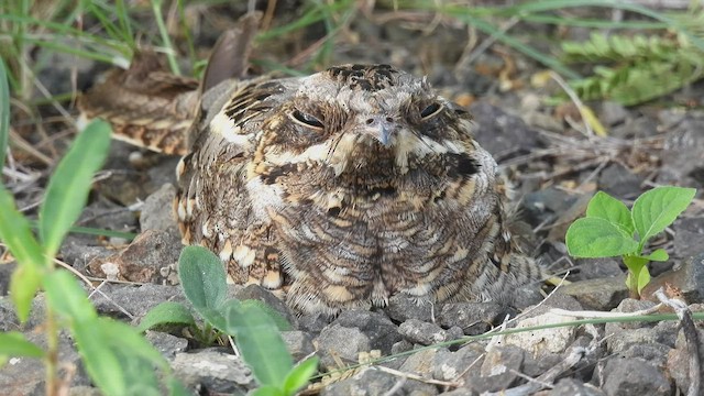 Indian Nightjar - ML478105891