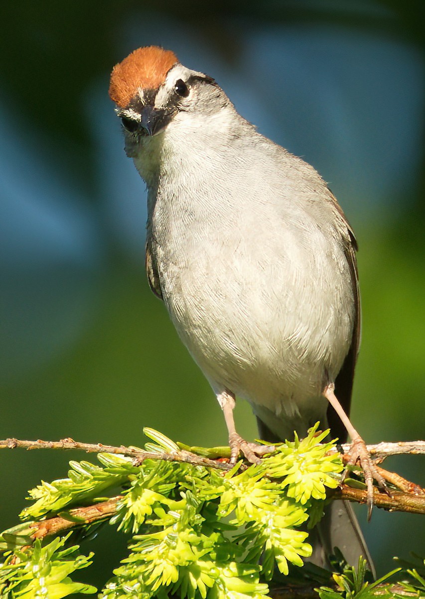 Chipping Sparrow - ML478106191
